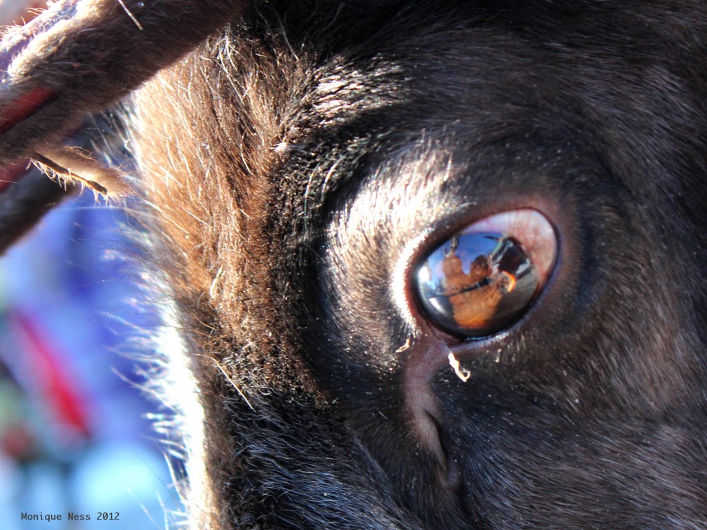 Gelding reindeer. 